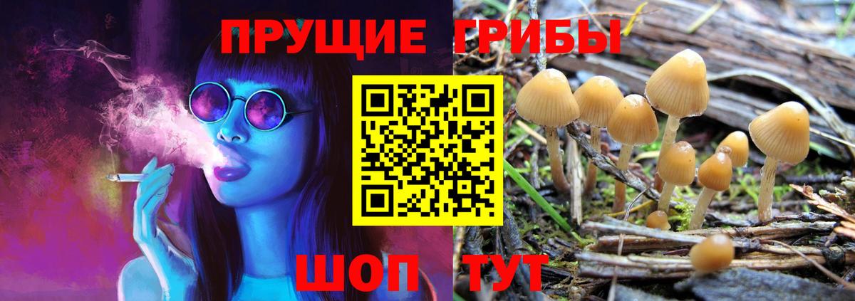 Галлюциногенные грибы Psilocybe Бутурлиновка